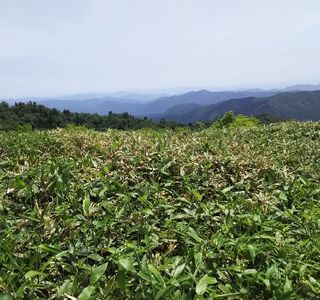 Mt. Jippo