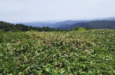Mt. Jippo