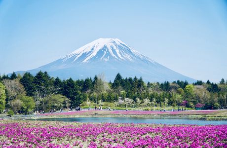 Fuji Honchodori