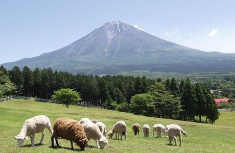 Makaino Farm