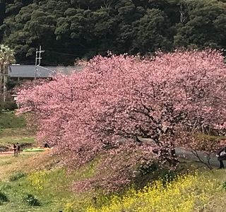 Minamino Cherry Blossom and Nanohana Festival