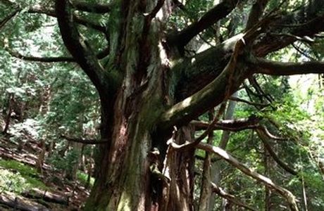 Japanese Cedar Tree of Shiranuta