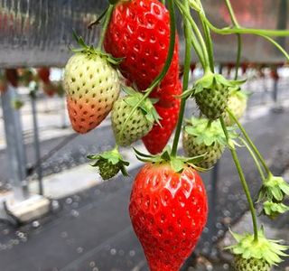 Strawberry Land Nakanishi