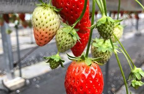 Strawberry Land Nakanishi