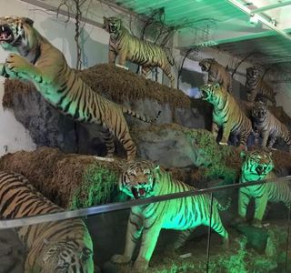 The Cat Museum