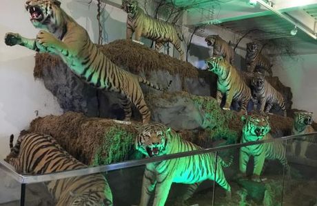 The Cat Museum