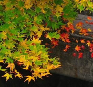 The Itohara Memorial