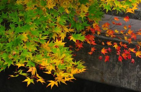 The Itohara Memorial