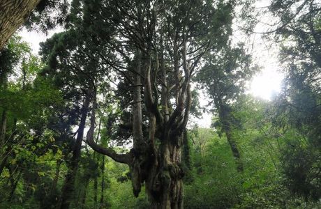 Pine Tree, Chichi