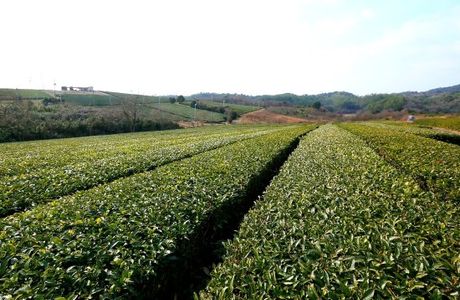 Fujigouchi Tea Plantation