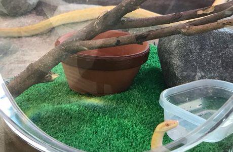 Iwakuni Shirohebi Museum