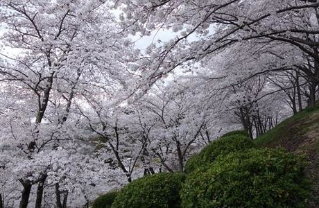 Handayama Botany