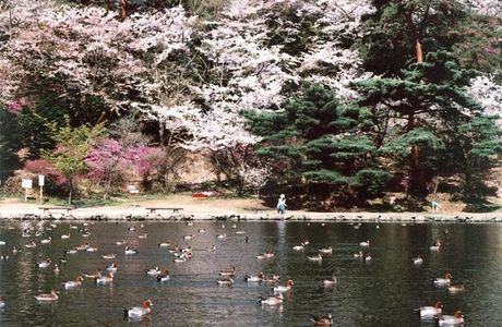 Miyama Park