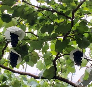 Koshu City Katsunuma Grape Festival