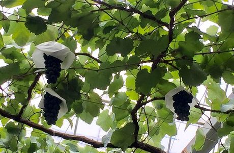 Koshu City Katsunuma Grape Festival