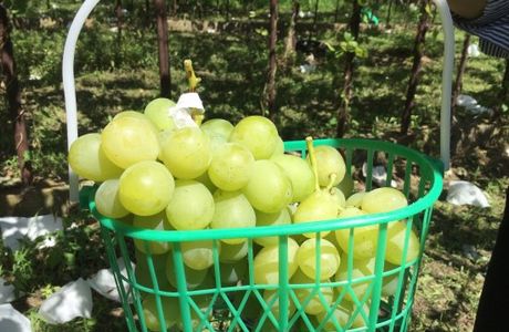 Hooyuran Orchards