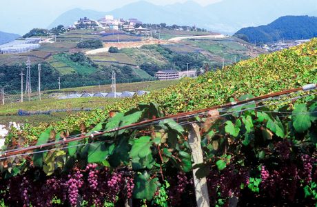 Oizumi Winery of Katsunuma