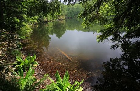 Misuma Pond