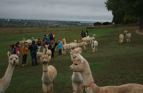 Yamakoshitanesuhara Alpaca Ranch