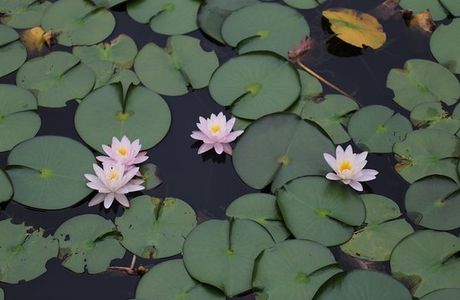 Omatsu no Ike Pond