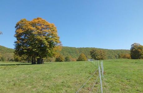Sasagamine Farm