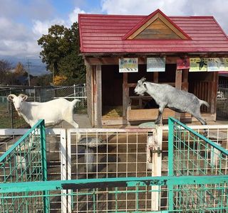 Nakatsugawa City Fureai Farm