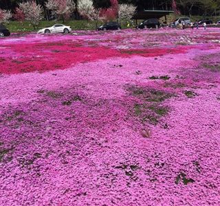 Moss Phlox of Kunita Family