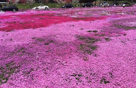 Moss Phlox of Kunita Family