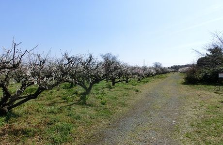 Minamino Plum Garden