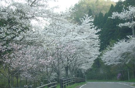 Teraogaharasenbon Sakura Park