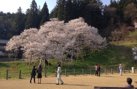 Garyu Park (Garyu Sakura)