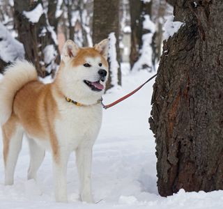 Akita Inu no Sato