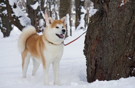 Akita Inu no Sato