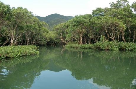 Mangrove Primeval Forest