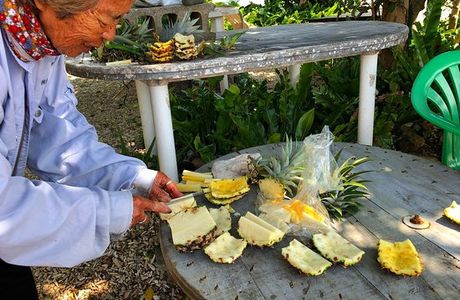 Ishigaki Kanko Pine Orchards