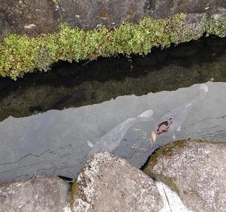 The Town of Swimming Carp