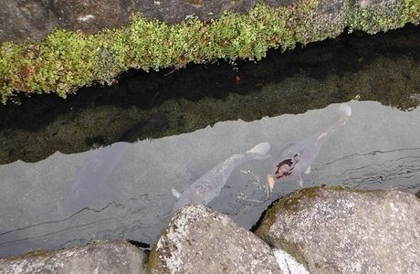 The Town of Swimming Carp