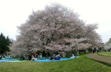 Kinuta Park