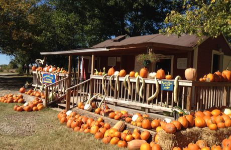 Apple Farm