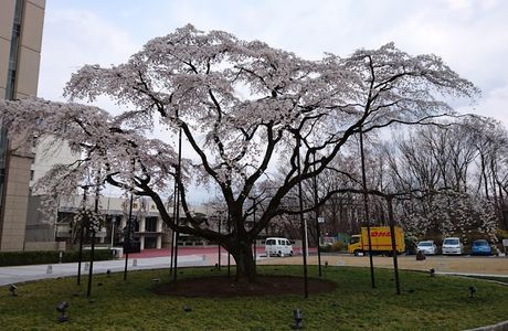 Sangakuin