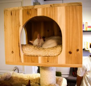 Cat Cafe Neko no Niwa