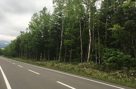 Shirakaba Road