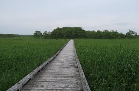 Onnenai Boardwalk