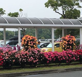 Yamaguchi Ube Airport Rose Garden