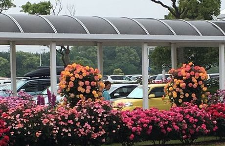 Yamaguchi Ube Airport Rose Garden