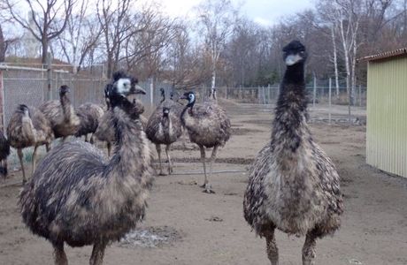 Okhotsk Emu Pasture