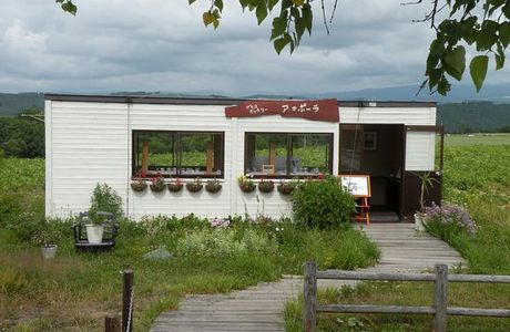 Amapola