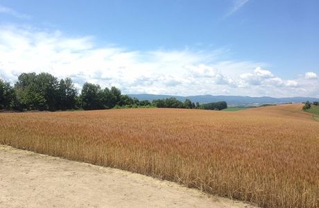 Panorama Road