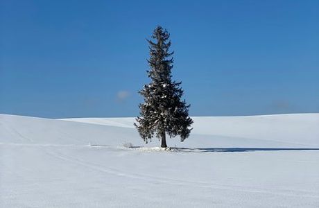 Christmas Tree no Ki