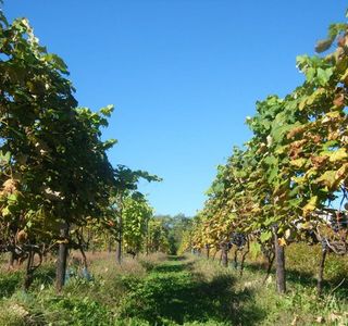 Tsurunuma Winery